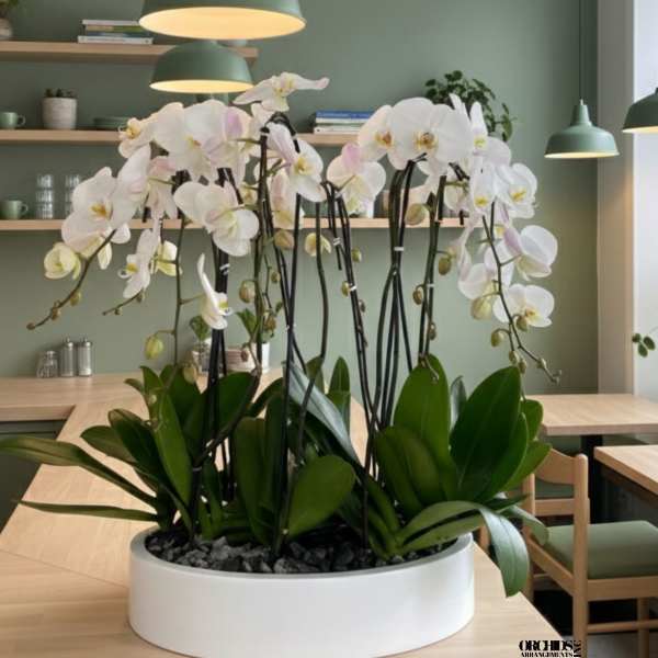White Phalaenopsis Orchids – Grand Elegance Collection