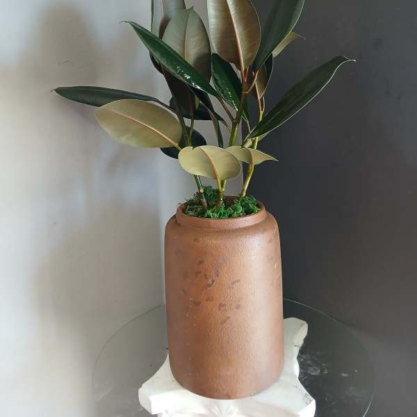 Deep green ficus (tall brown pot)