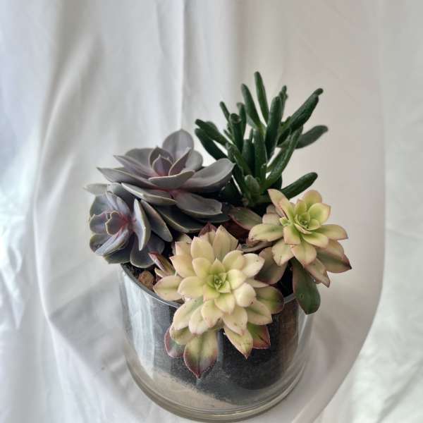 Succulent Twist