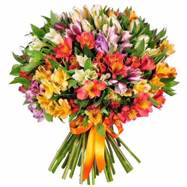 Alstroemeria mix colors