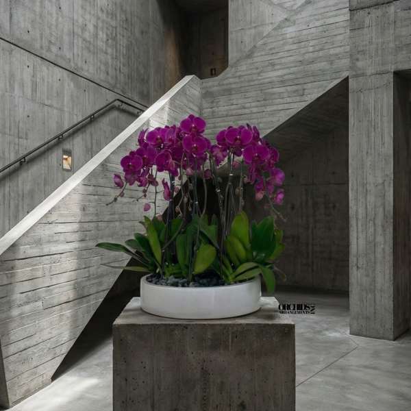 Purple Phalaenopsis Orchid – Polished Interior Accent