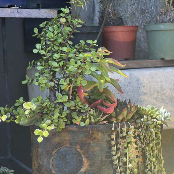 Unique Succulent Vase