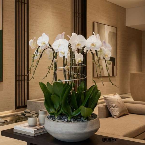 White Phalaenopsis Orchid – Designer Entry Bowl