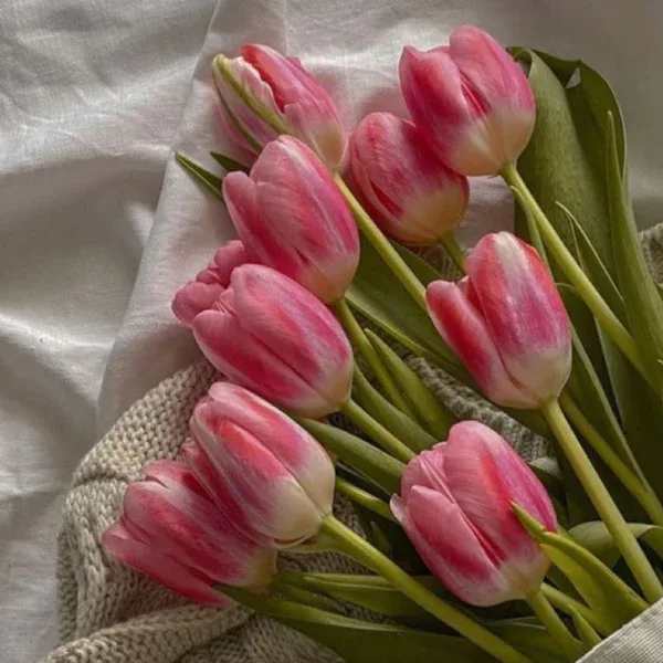 9 Stem Tulips