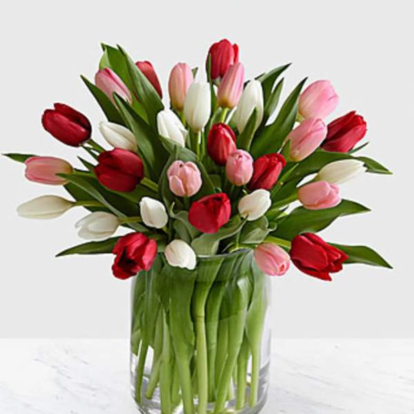 Tulips 20 Stems