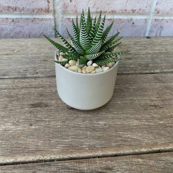 Zebra Haworthia