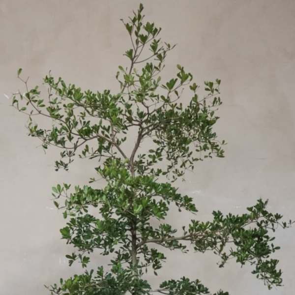 Ficus Audrey (plant only)