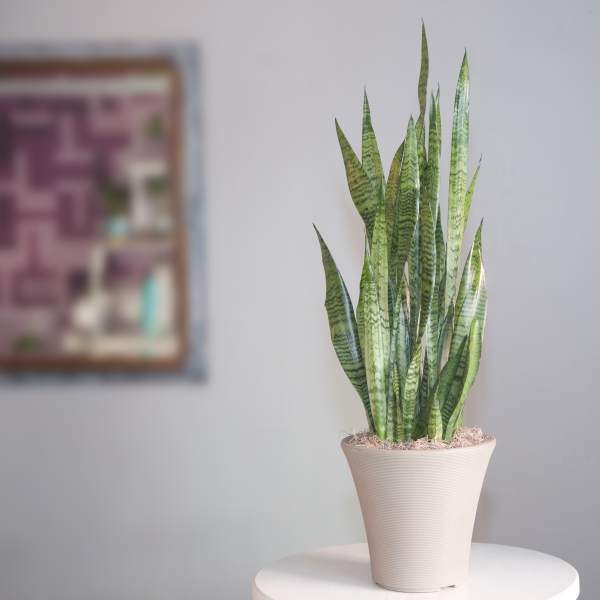Serene green Sansevieria Plant