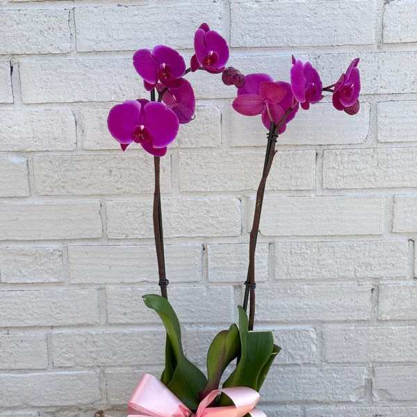 Orchid Pink