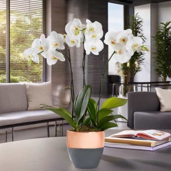 Orchids in ceramic vase