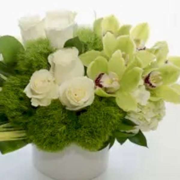 Compact arrangement of white roses, green dianthus, and green orchids in a white vase