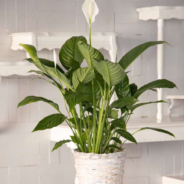 Gorgeous Spathiphyllum (Peace Lily) In Handsome Wicker Basket.