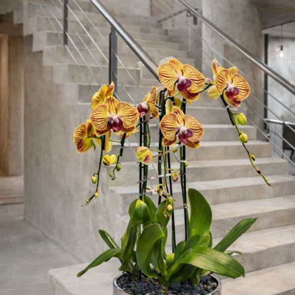 Peach Phalaenopsis Orchid – Boutique Designer Style