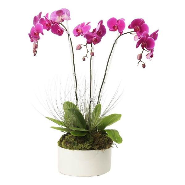 Tall pink phalaenopsis orchid plant in a white ceramic pot with moss at the base.