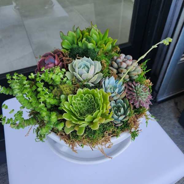 Succulent mix summer