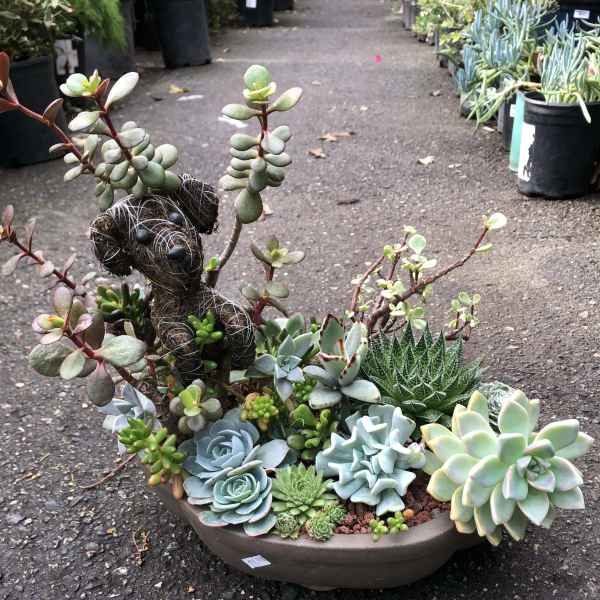 Dog & Succulents arrangement