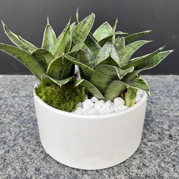 Sainsevieria plant collection