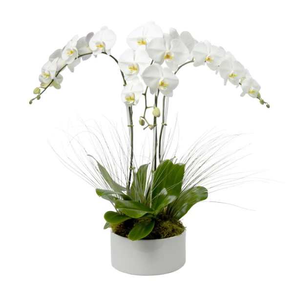 Potted white phalaenopsis orchid with arching blooms and wispy grass accents in a white ceramic pot