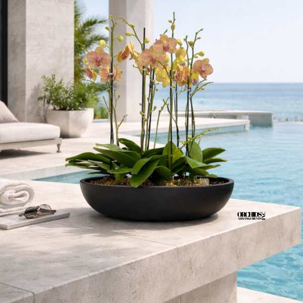 Low black bowl planter with yellow and pink orchids on a stone poolside ledge
