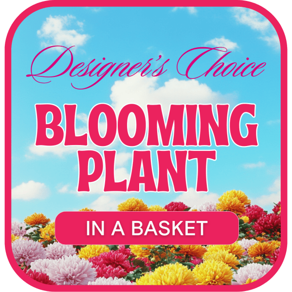 Designer's Choice Blooming Plant