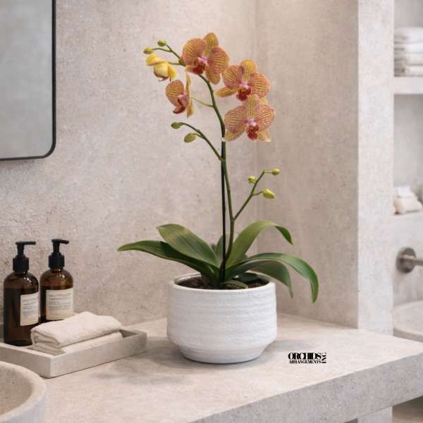 Peach Phalaenopsis Orchid Arrangement – Elegant Home Décor