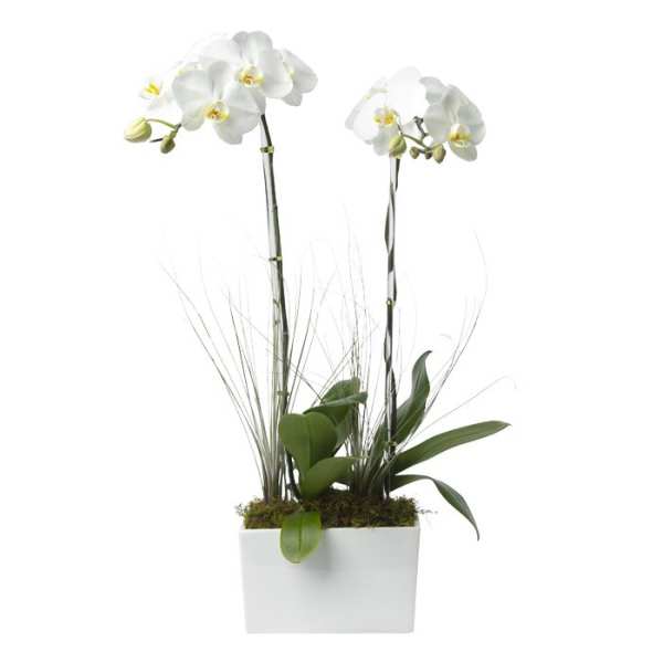Tall white phalaenopsis orchid plant in a white rectangular pot