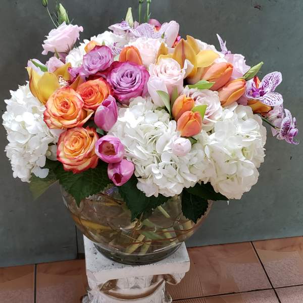 Rose's tulip orchid #14