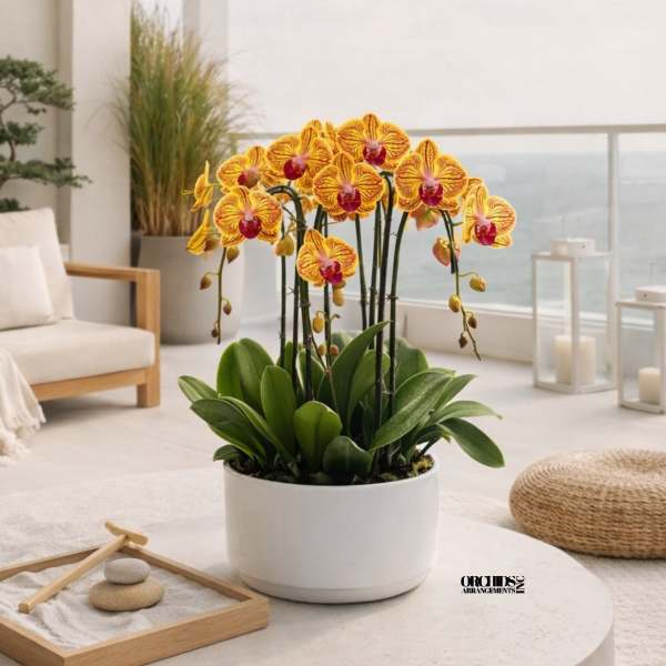 Peach Phalaenopsis Orchid – Elegant Minimal Style