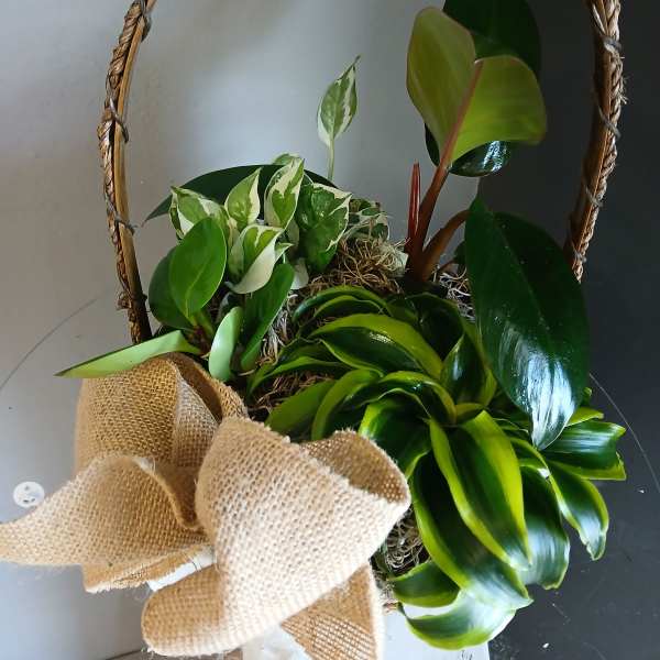 Basket of green plants