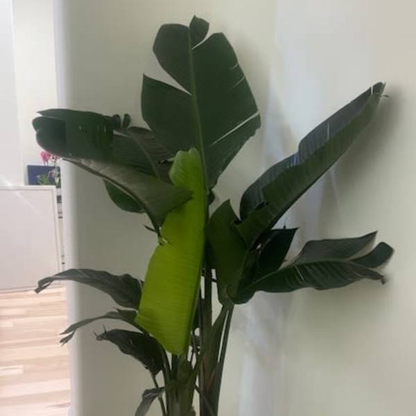 Bird of Paradise Plant (plant only)