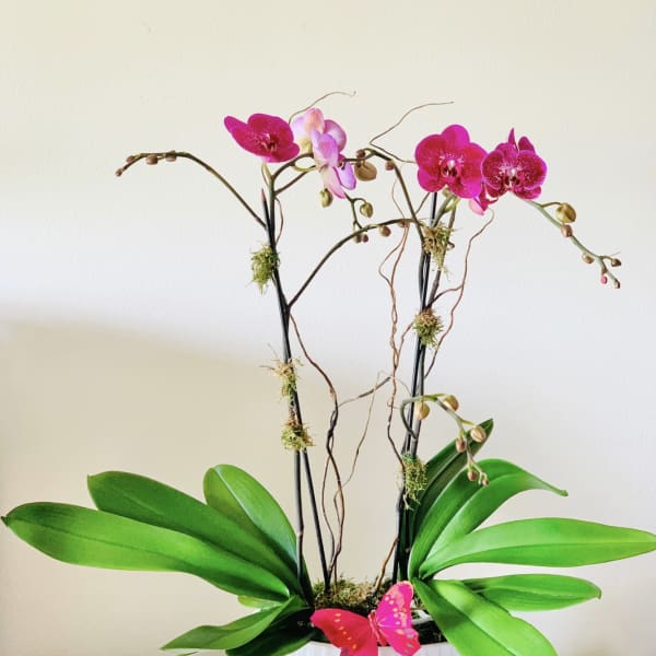 2 pink orchids