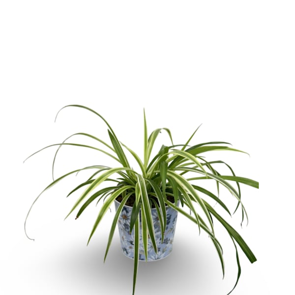 6" Spider Plant