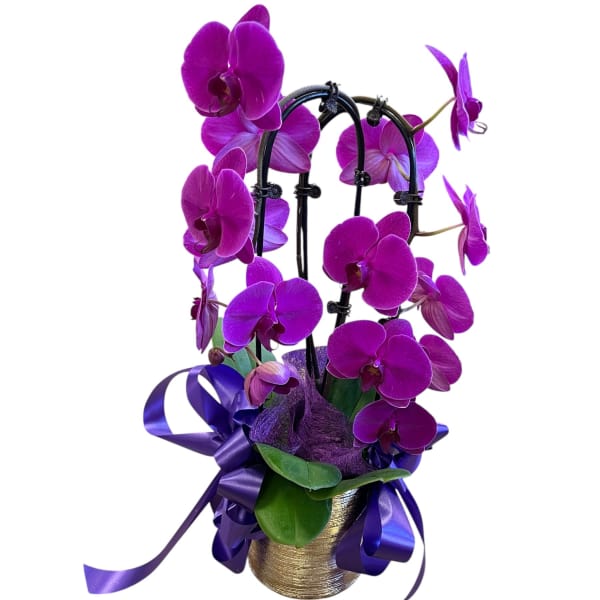 Orchid w/ purple decorations