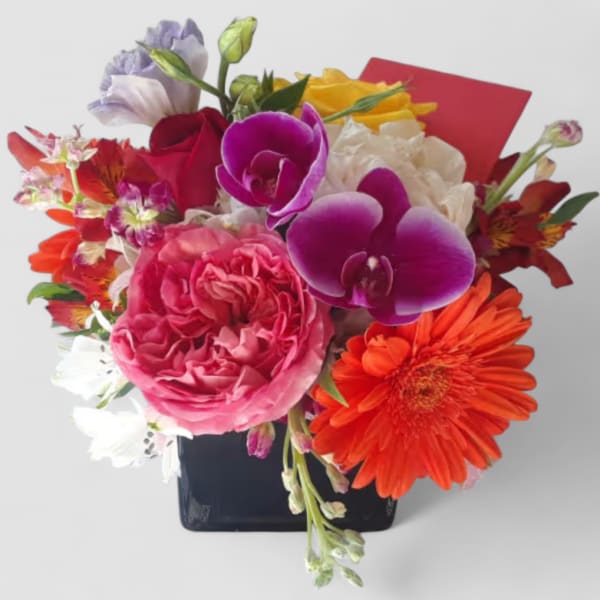 Vibrant Beauty Designer's Choice