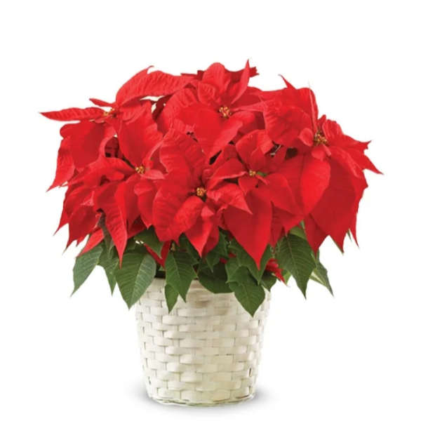 Poinsettia & White Basket