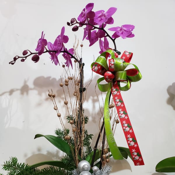 Xmas Orchid 5