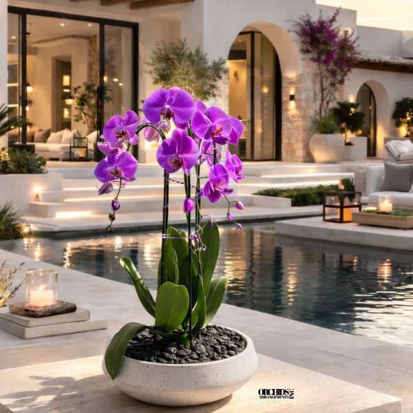 Purple Phalaenopsis Orchid – Dining Table Centerpiece