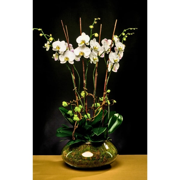 Celestial Sparkling Bloom