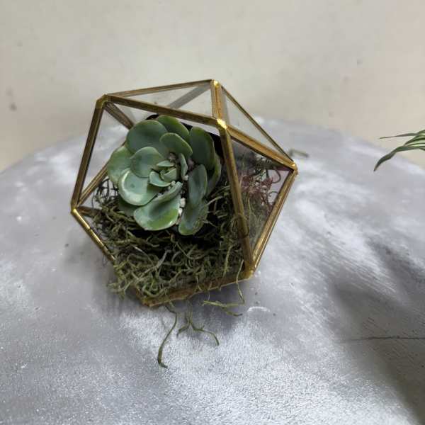 Geometric Succulent Gift