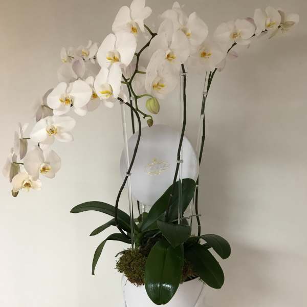 The Grand Orchid Gift Box