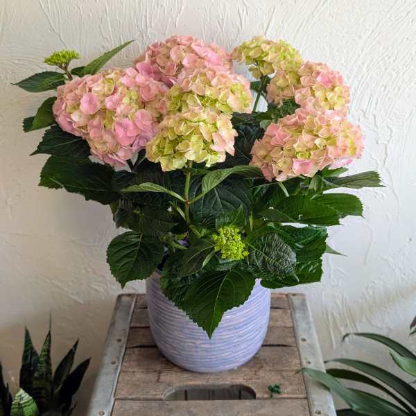 Potted plant with soft pink and pale green hydrangea blooms in a lavender ceramic pot.