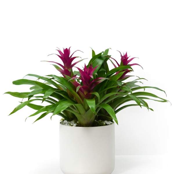 Green bromeliad plant with magenta blooms in a white ceramic pot
