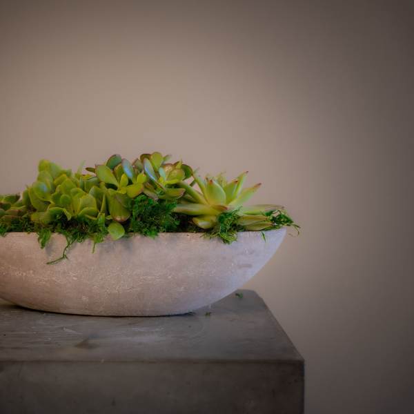 Petite Succulent Boat