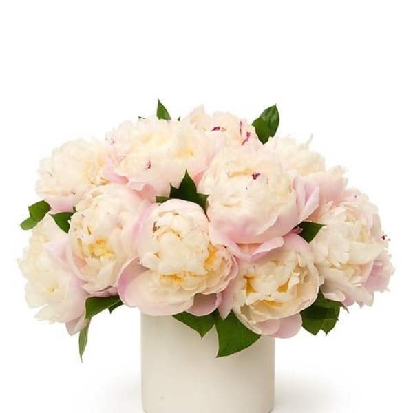 Low arrangement of pale pink and white peonies in a simple white cylinder vase