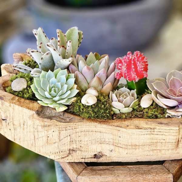 Natural Boat Succulents