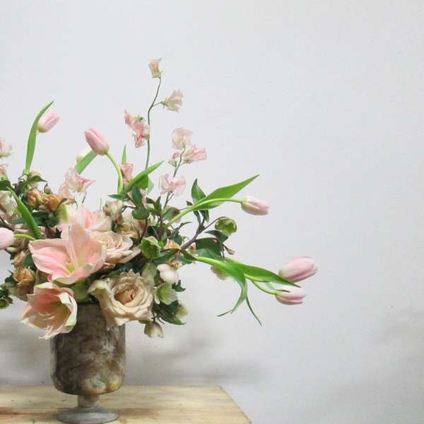 Amaryllis and Tulip Lover