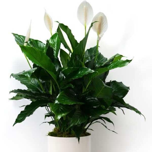 Peace lily plant with white blooms in a smooth white pot
