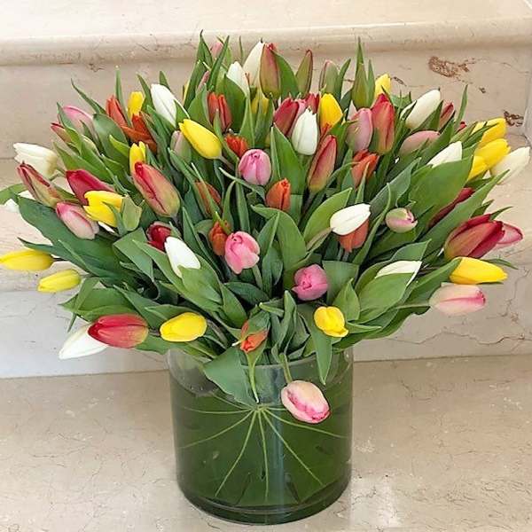 100 Tulips Multicolor arranged in a vase.