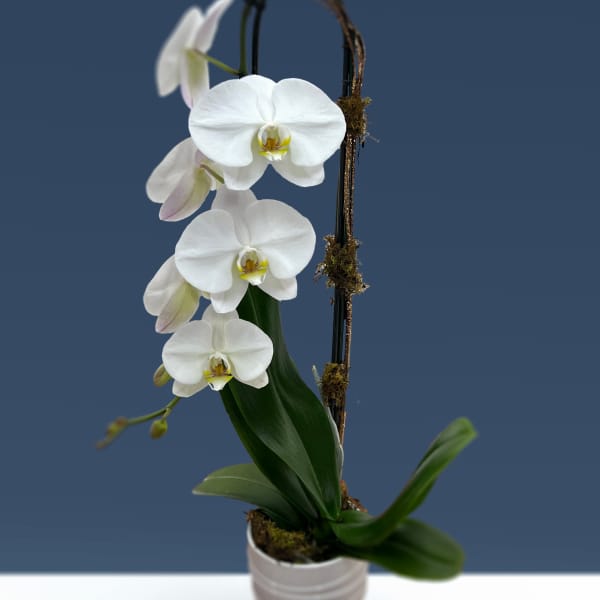 Single Stem White Orchid Planter