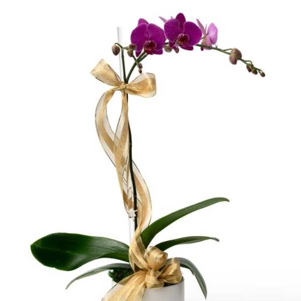 Potted purple orchid plant in a white container with gold ribbon bows and a tall support stake.